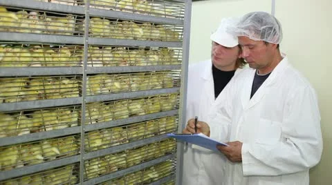 Incubator, chicken farm Stock Footage 24657297