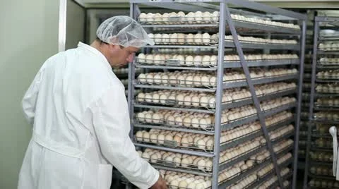 Incubator, chicken farm Stock Footage 24657302