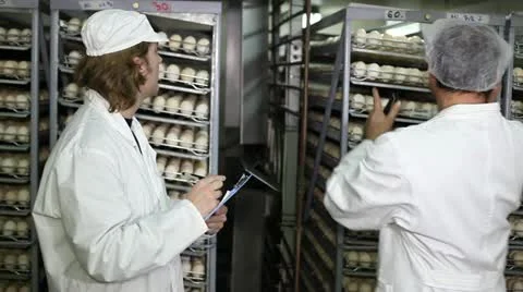 Incubator, chicken farm Stock Footage 24657329