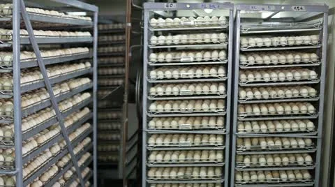 Incubator, chicken farm Stock Footage 24657340