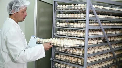 Incubator, chicken farm Stock Footage 24657448