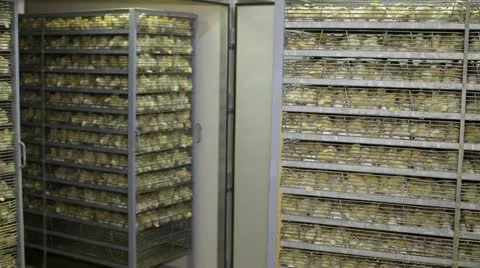 Incubator, chicken farm Stock Footage 24657630