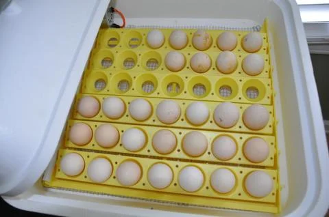 Incubator with eggs Stock Photos