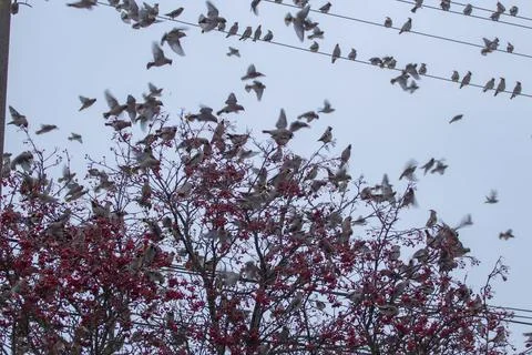 Incursion Stock Photos