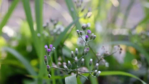 Ind in the fields~2blown Stock Footage 280871086