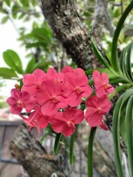 Indahnya bunga di pohon 库存照片