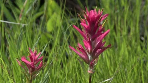 Indain Paint Brushes Stock Footage 12761281