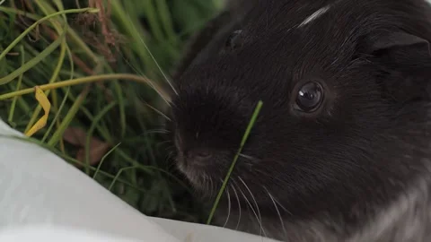 The indefatigable guinea pig continues her grass diet even in the heat of the af Stockbeeldmateriaal 278094917
