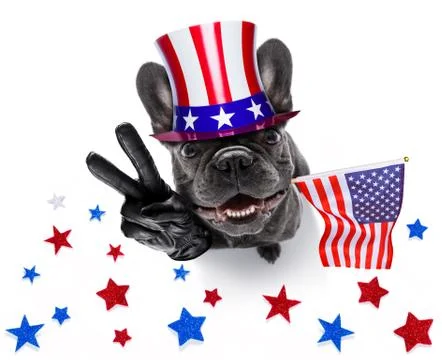 Independence day 4th of july dog Stock-Fotos