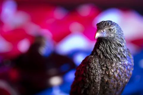 Independence Day theme. Stock Photos