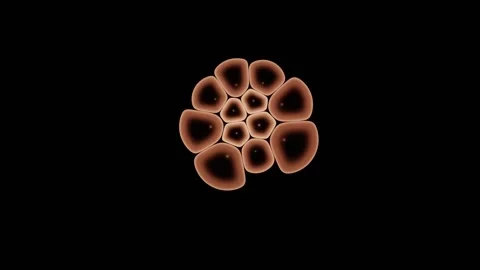 Independent Cells Fall Into Synchronised Division Timing Vídeos de archivo 344513184