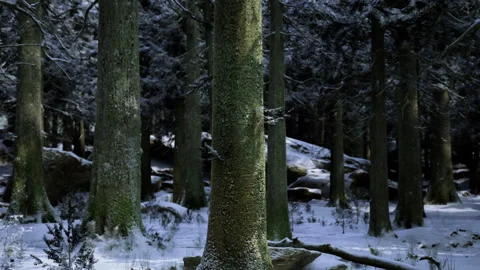 Indepth analysis of winter forest features and surface textures Stock Footage 343616098