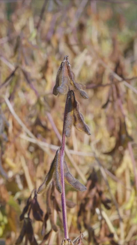An InDepth Look at the Harvesting Proces... | Stock Video | Pond5