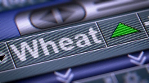 The Index of Wheat on The Screen. Up. Looping. Video stock 74623293