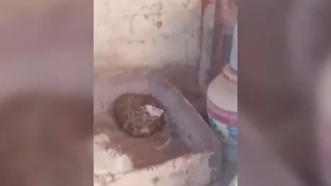 India: 12-foot python coils around rescuers arm during operation sparkin... Video stock 296251142