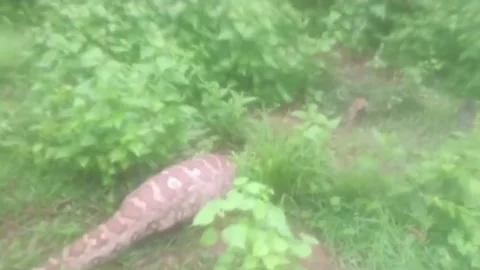 India: 12-foot python rescued in eastern India after swallowing goat 스톡 동영상 280379311
