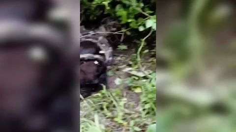 India: 12-foot python swallows goat, rescued by forest department 스톡 동영상 282719581