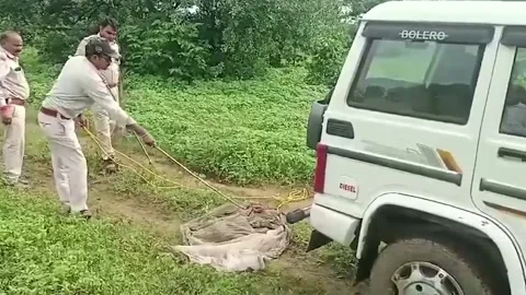 India: 15-foot python rescued after swallowing monkey in central India, rele... Stock Footage 282183401