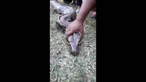 India: 16 feet long python enters BSAP camp: Attacks female jawan in Supa... Stock Footage 292984437