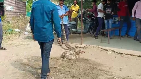 India: 17-foot python causes panic in residential area near hotel in cent... Stock Footage 291107730