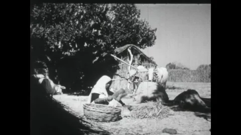 INDIA - 1949 - A farmer returns with his bullock as an elderly woman chops maize Stock Footage 340584846