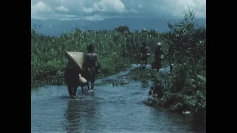 India 1950s: Men with triangular nets walk through a river. Elephant and calf Video stock 228783411
