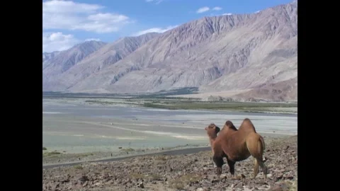 INDIA - 1999 - A Bactrian camel looks over a dry lakebed near a mountain range Stock Footage 341673295