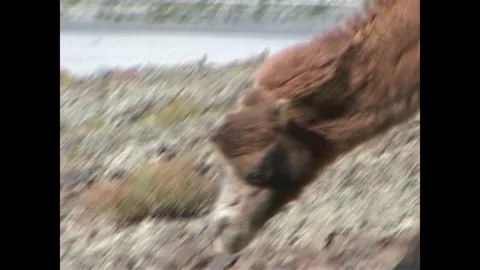 INDIA - 1999 - Close-up of a Bactrian camel eating in an Indian mountain range. Stock Footage 341673296