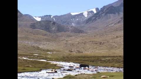 INDIA - 1999 - A donkey walks through a shallow stream in a rural Indian valley. Stock Footage 341673289