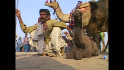 INDIA - 1999 - A man sits with his baby camel during India's Pushkar Fair. Stock Footage 327373586