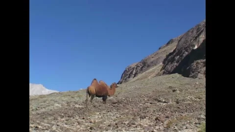 INDIA - 1999 - Zoom in to a Bactrian camel walking along a mountain range in Stock Footage 341673291