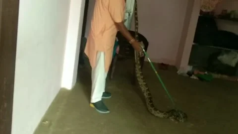 India: 7-foot python invades home, safely rescued Video stock 280562491