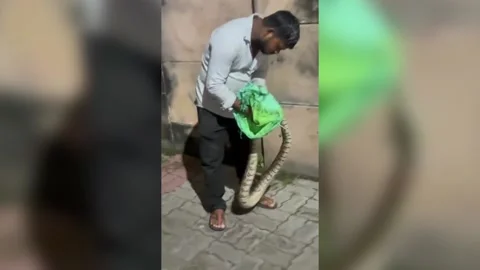 India: 7-foot python spotted near zoo in Lucknow, rescued after causing pani... Stock-Footage 287332292