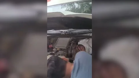 India: 7ft python found inside car hood in northern India Stock Footage 284671050