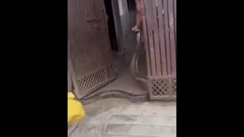 India: 8-Foot Python Enters House in Meerut; Villagers Show Courage Stockbeeldmateriaal 342335163