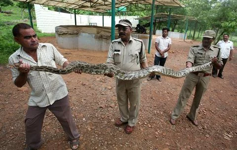 India Animals Python - Jul 2012 스톡 사진