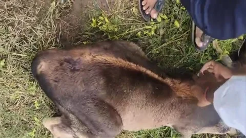 India: Calf suffering from lumpy virus infection rescued by locals in Ind... Stock Footage 320607255