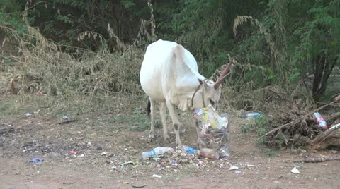 India Chettinad cow eats trash s1 Stock Footage 23959355