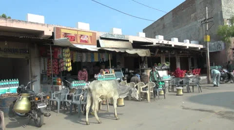 India cow by a Pushkar cafe Stock Footage 24628402