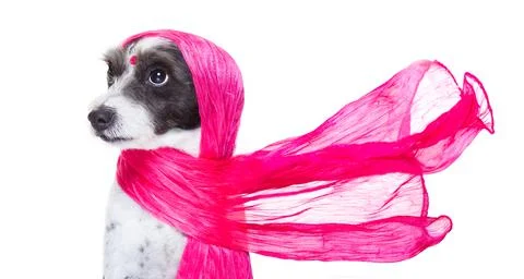 India diva chic dog Stock Photos