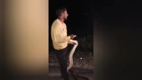 India: Drivers catch huge python seen slithering across road in India Stock Footage 320753518