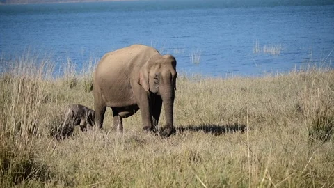 India elephant mother and baby in Jim Corbett, India Stock Footage