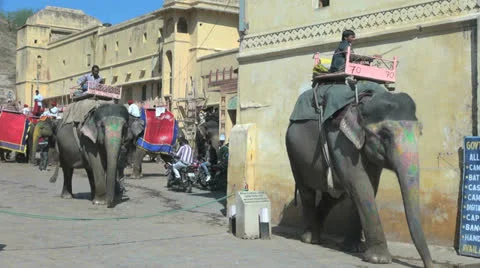 India elephants at Amber Stock Footage 24632779