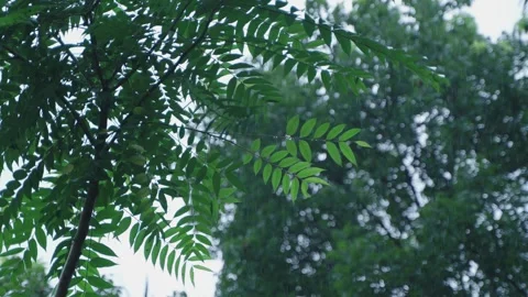 India experiences heavy rainfall due to the influence of the southwest monsoon. Stock Footage 313236605
