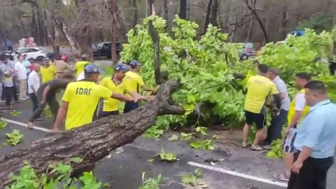 India: Fallen tree disrupts highway route in northern India’s, SDRF swiftly... Stock Footage 280529171