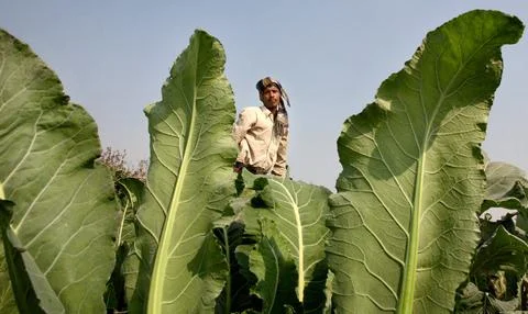 India Feature Package Climate Change - Dec 2009 Stock Photos