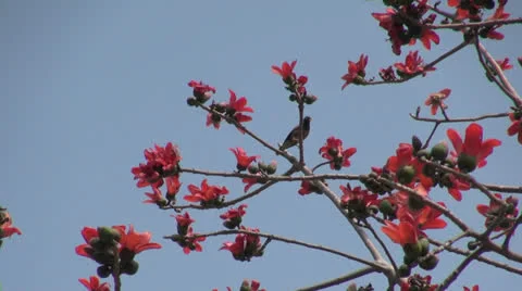 India flowering tree Stock Footage 24672568