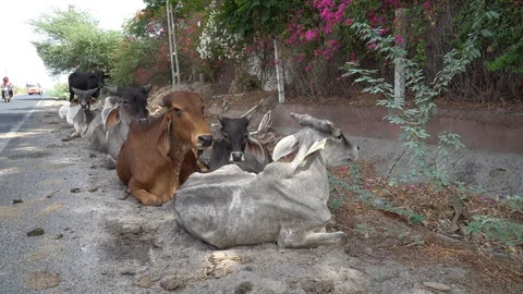 India Vídeos de archivo 129233375