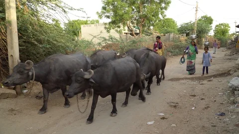 India Stock Footage 129236591