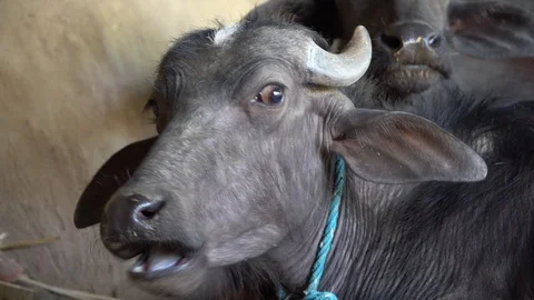 India Vídeos de archivo 129236703